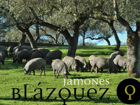Ibérico_Schweine