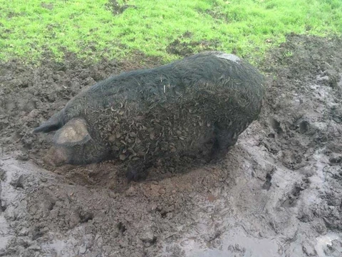 Mangalitza_Schwein