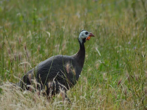 Perlhuhn